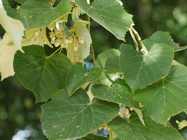 Green leaves of the European lime tree.