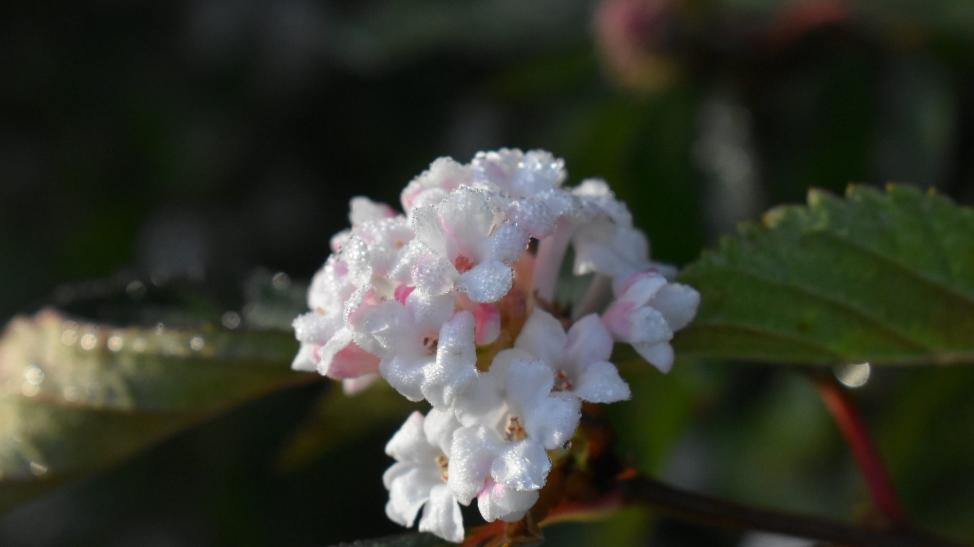 Viburnum farreri