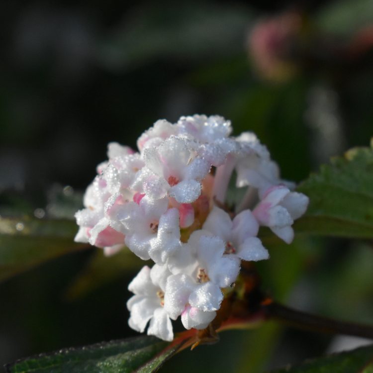 Viburnum farreri