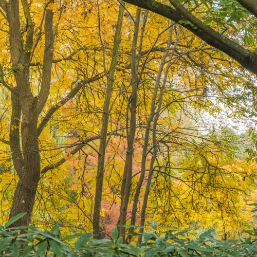 Woodland Garden
