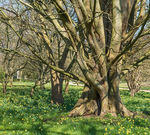 Zelkova carpinifolia