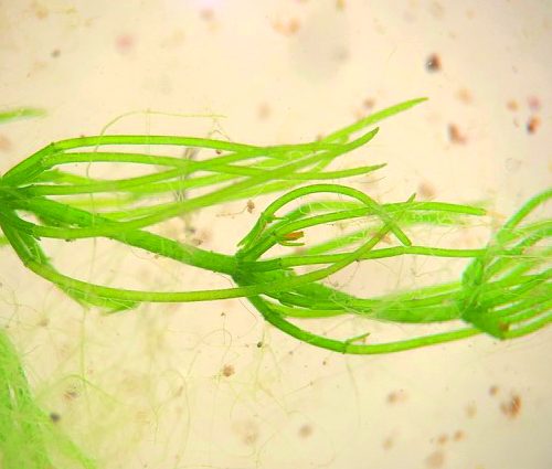 Chara vulgaris