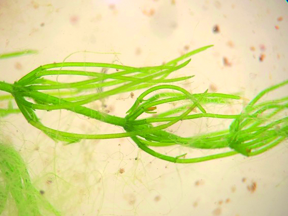 A microscope image of a small green aquatic plant.