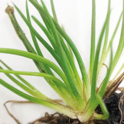 Isoetes lacustris