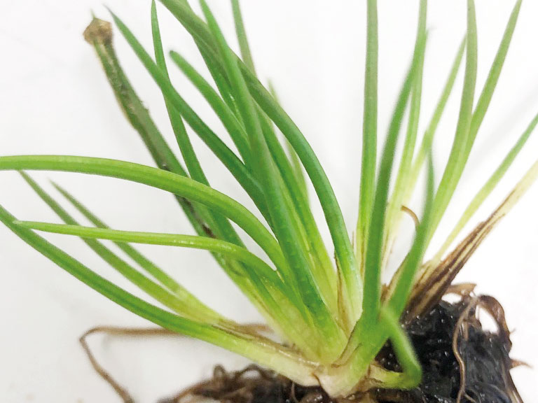 Green shoots grow from a mass of soil against a white background.
