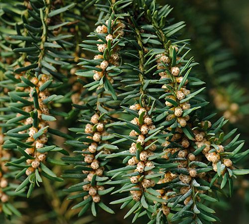 European Yew
