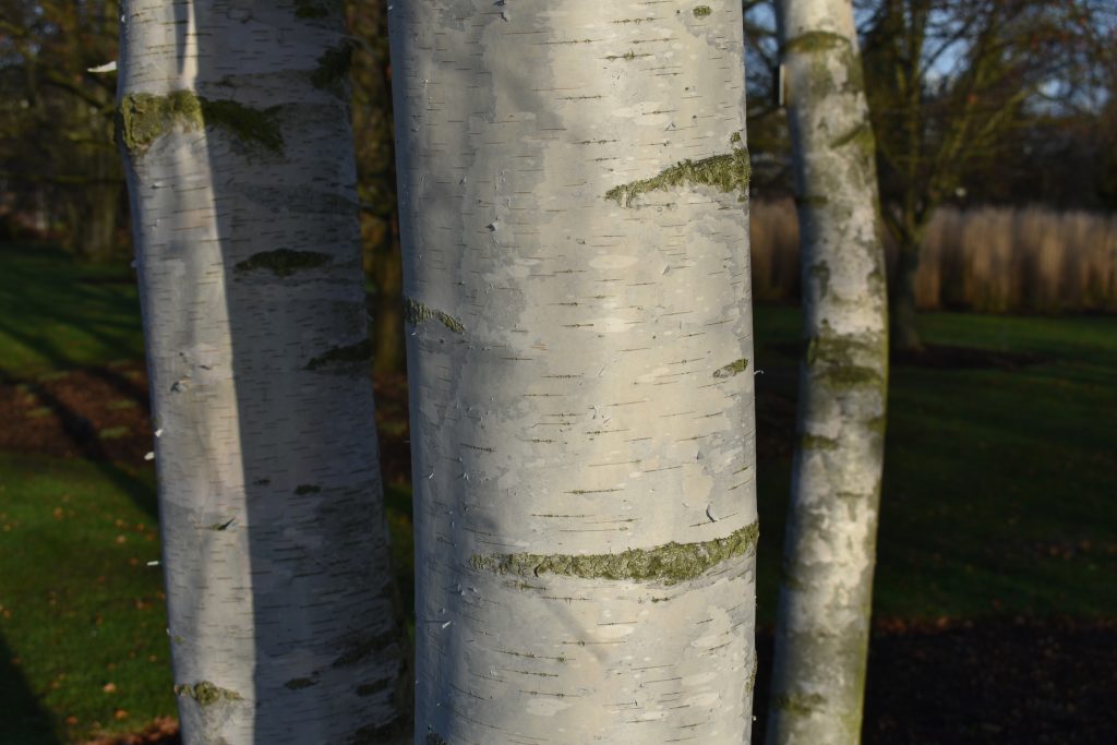 Silver Birch tree