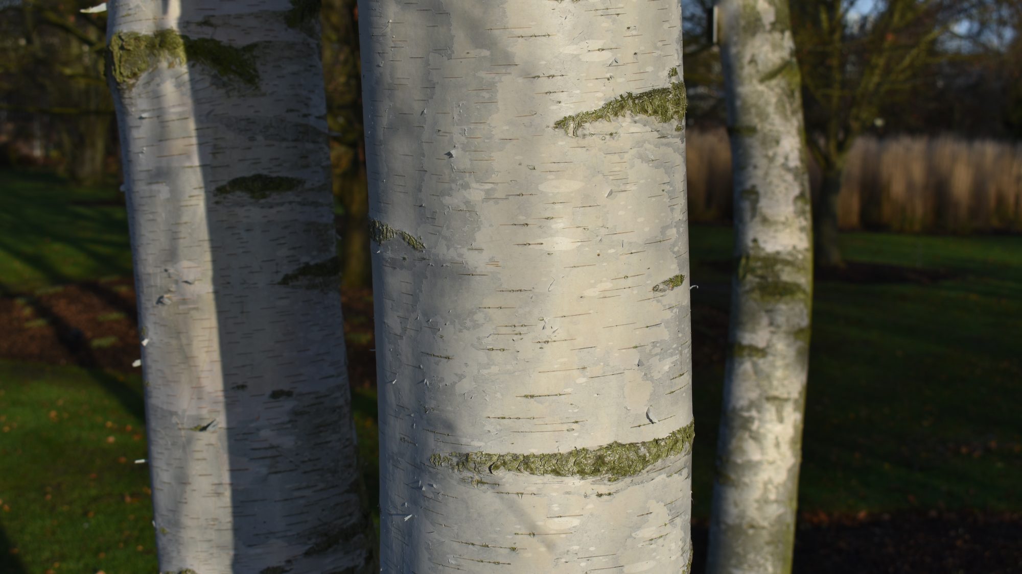 Betula pendula ssp. pendula