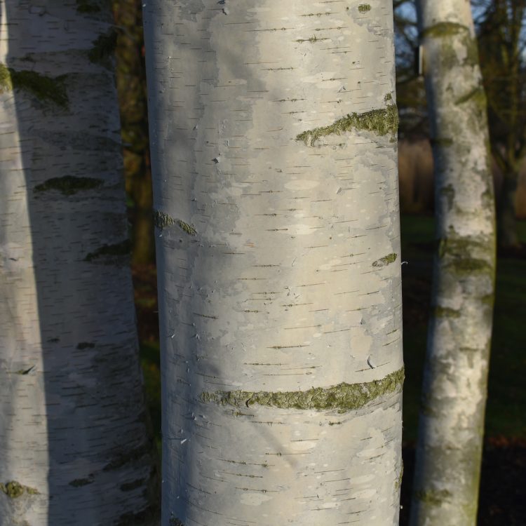 Betula pendula ssp. pendula
