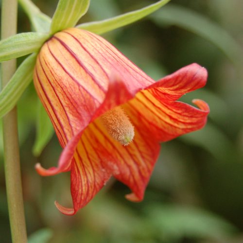 Online Festival of Plants 2020