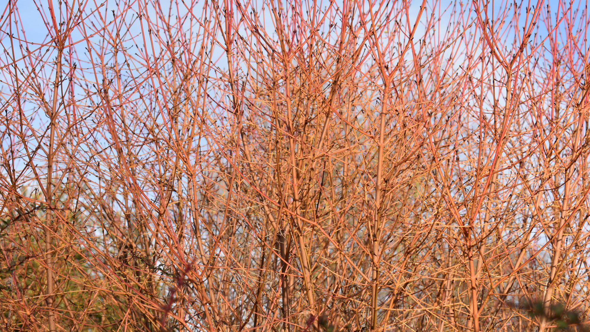 Cornus sanguinea 'Midwinter Fire'