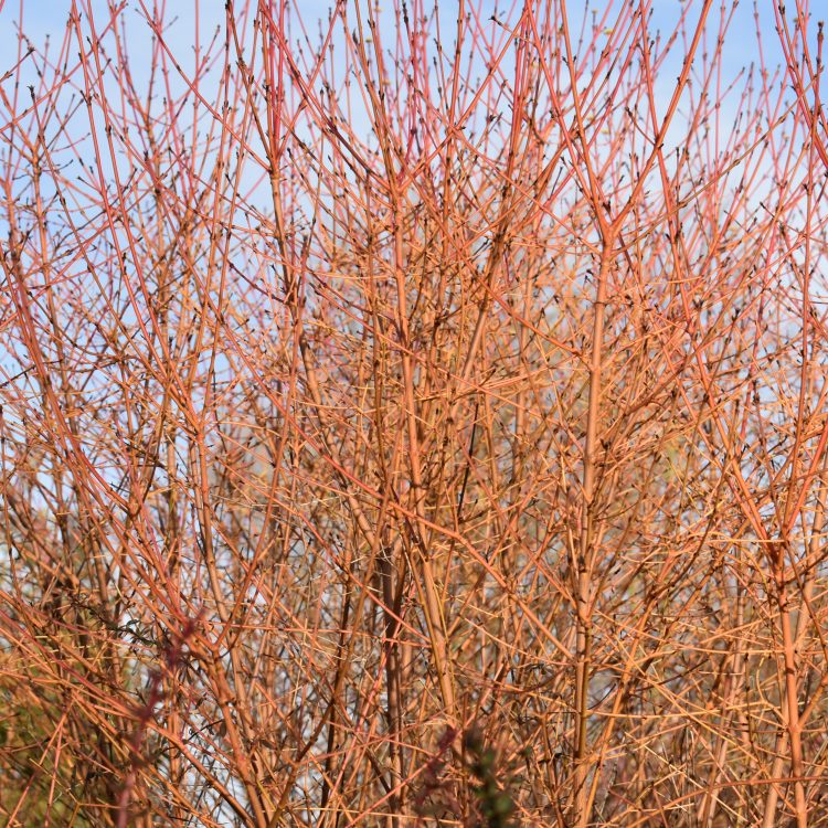Cornus sanguinea ‘Midwinter Fire’