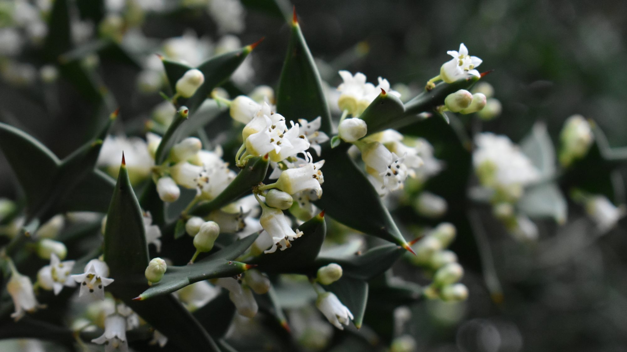 Colletia paradoxa