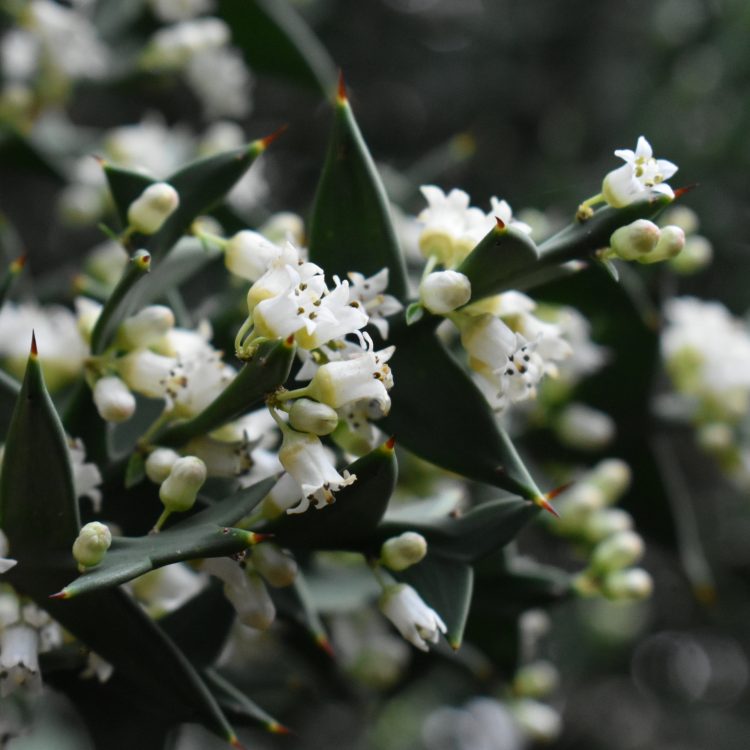 Colletia paradoxa