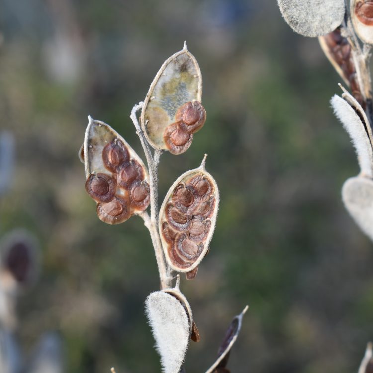 Fibigia clypeata