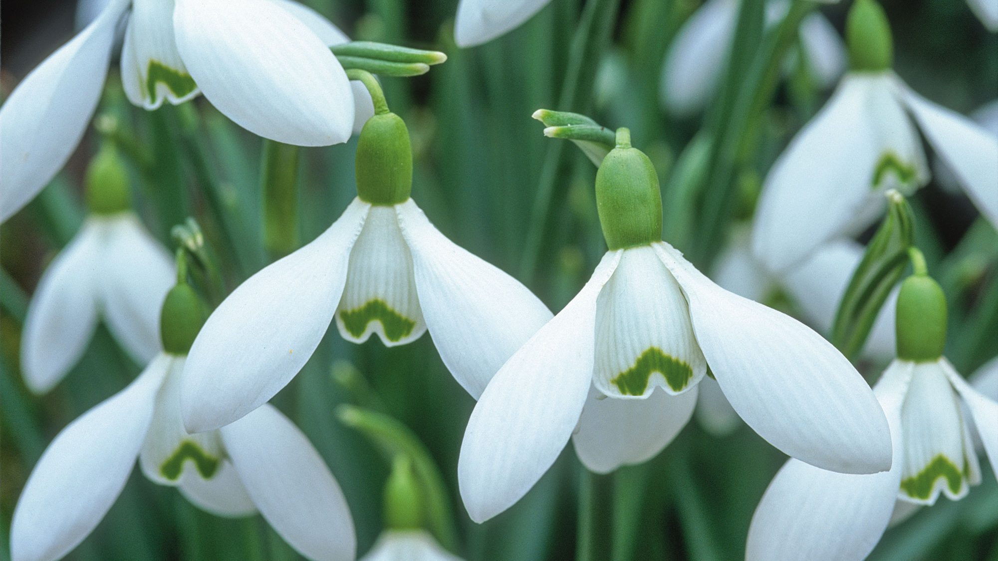 A cluster of snowdrops.