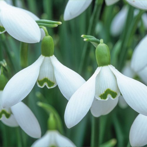 Snowdrops