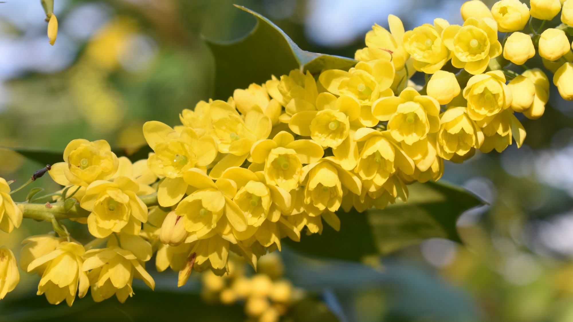 Racemes of small golden flowers.