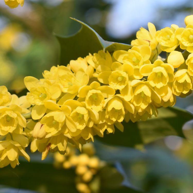 Mahonia x media ‘Underway’
