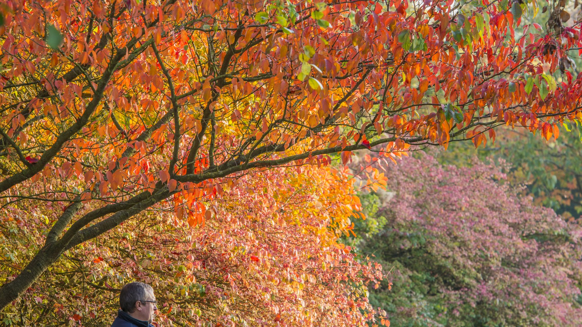 A man sits on a bench under a tree with red and orange leaves falling.