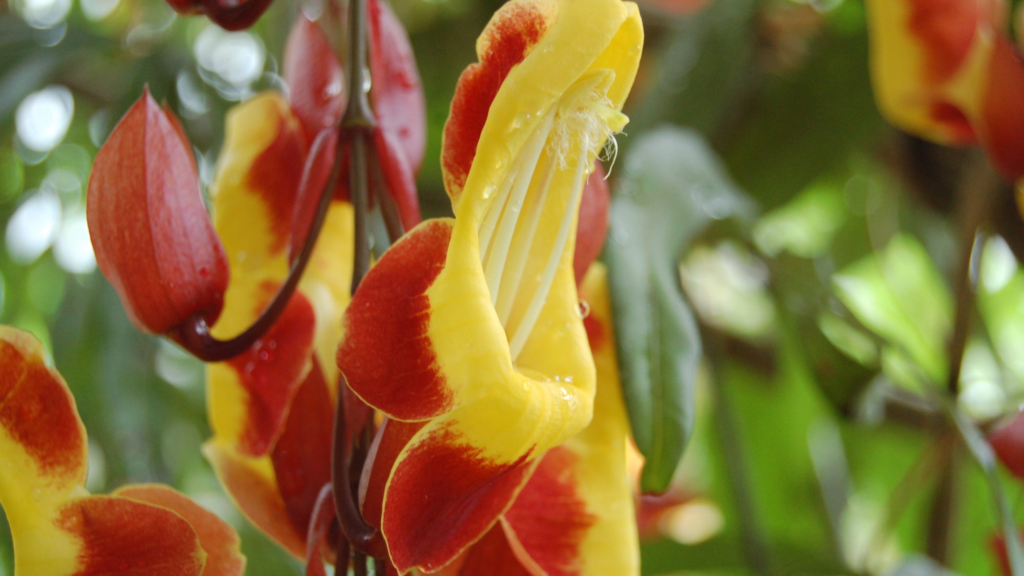 thunbergia mysorensis