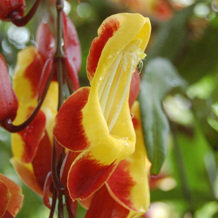 Thunbergia mysorensis