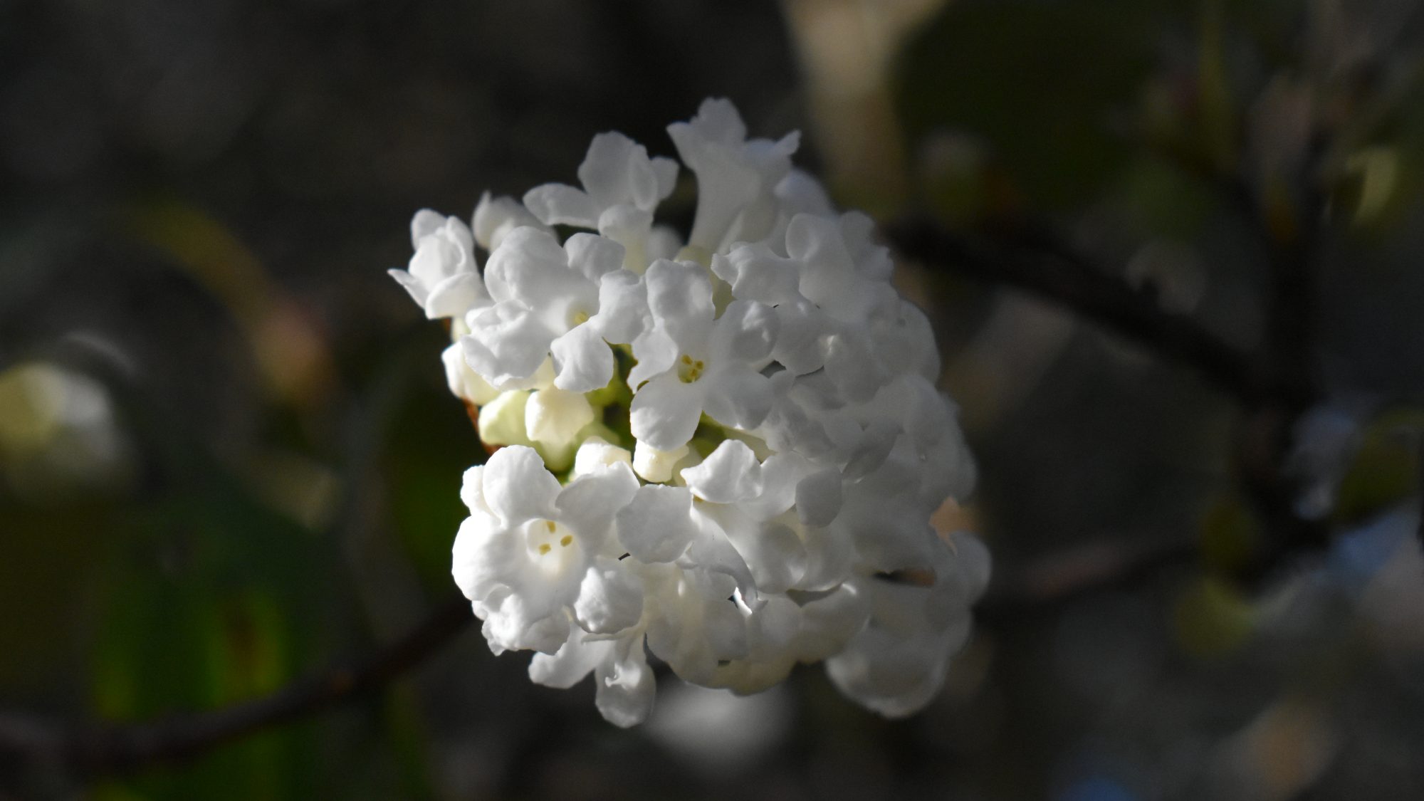 Round head of tubular white flowers.