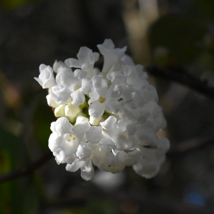 Viburnum farreri ‘Candidissimum’
