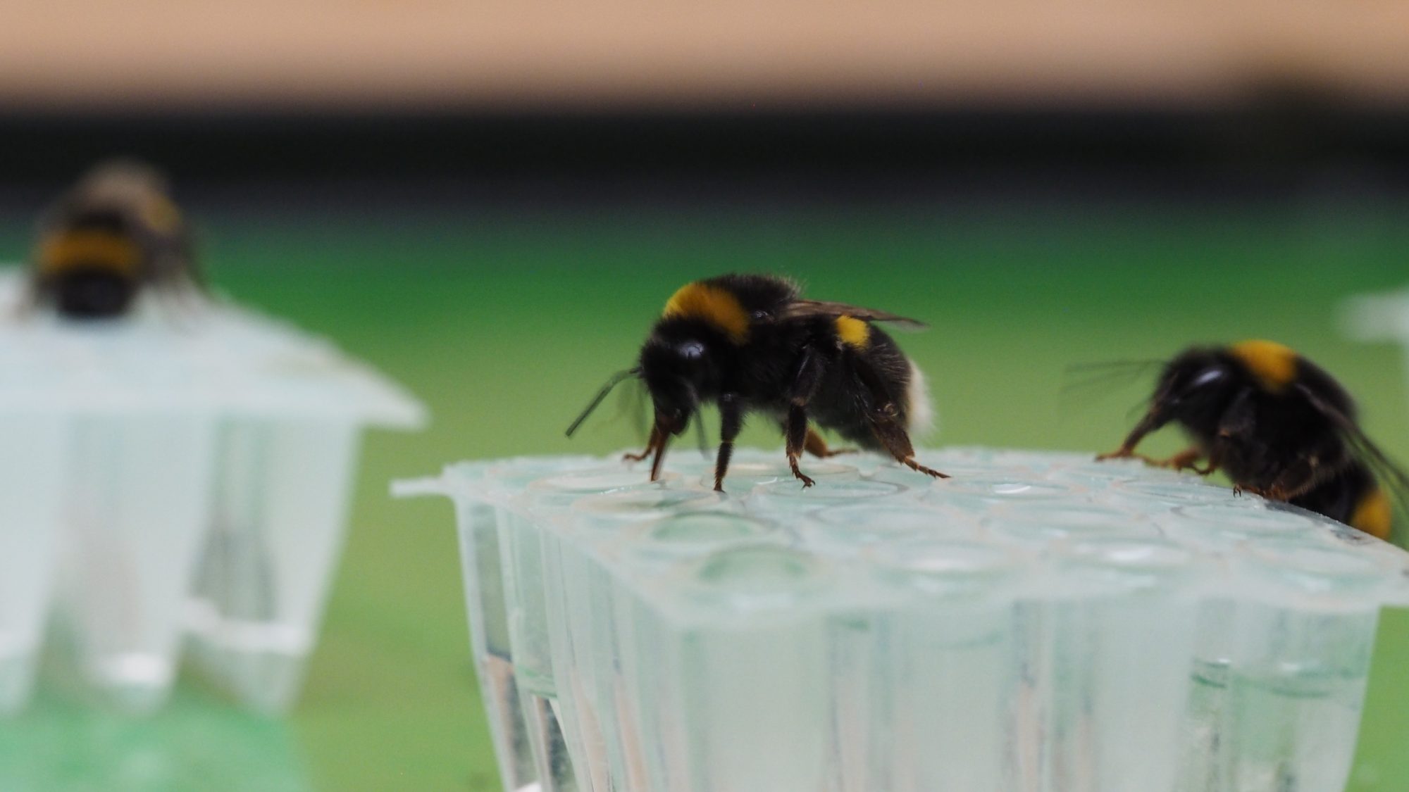 Bumblebees drink nectar from flowers.