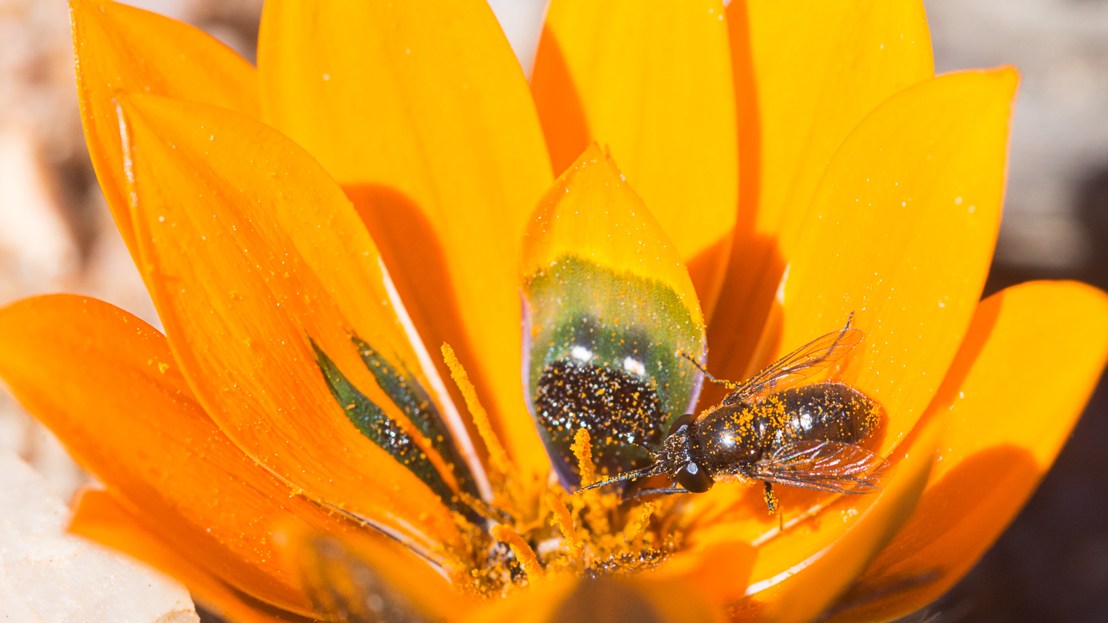 A bee covered in pollen is sitting on an orange flower.