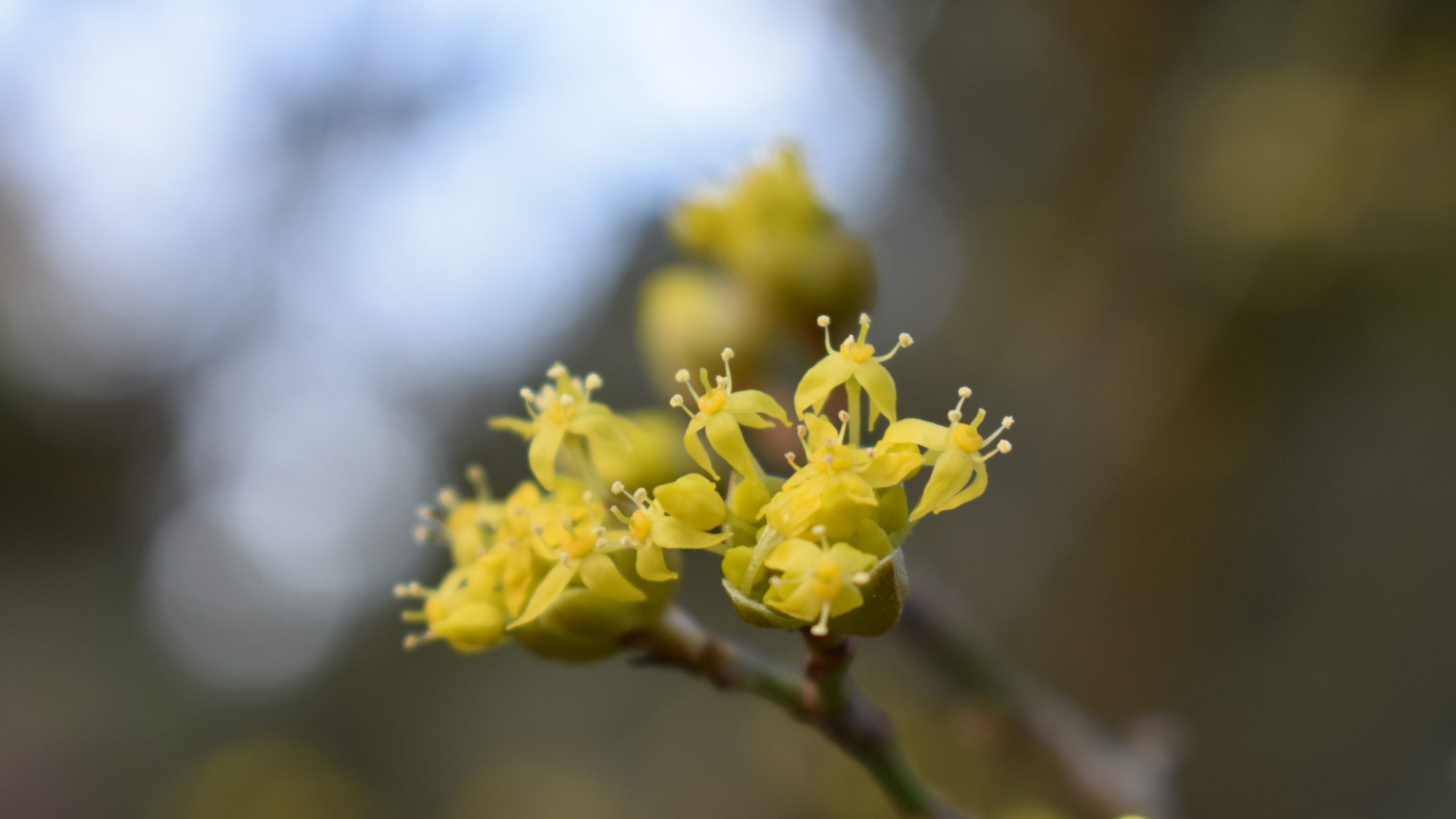 Heads of small yellow flowers.