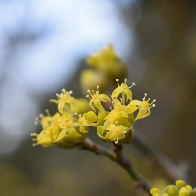 Cornus officinalis