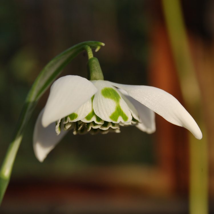 Galanthus ‘Richard Ayres’