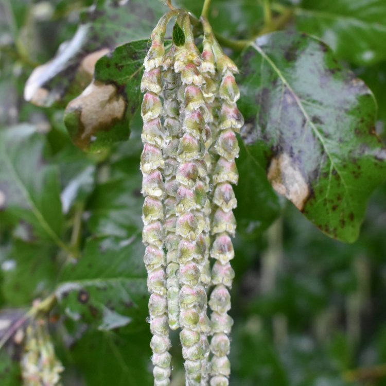 Garrya x issaquahensis ‘Glasnevin Wine’