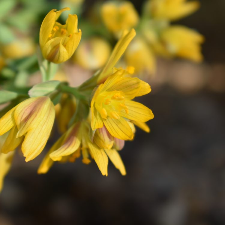 Gymnospermium altaicum