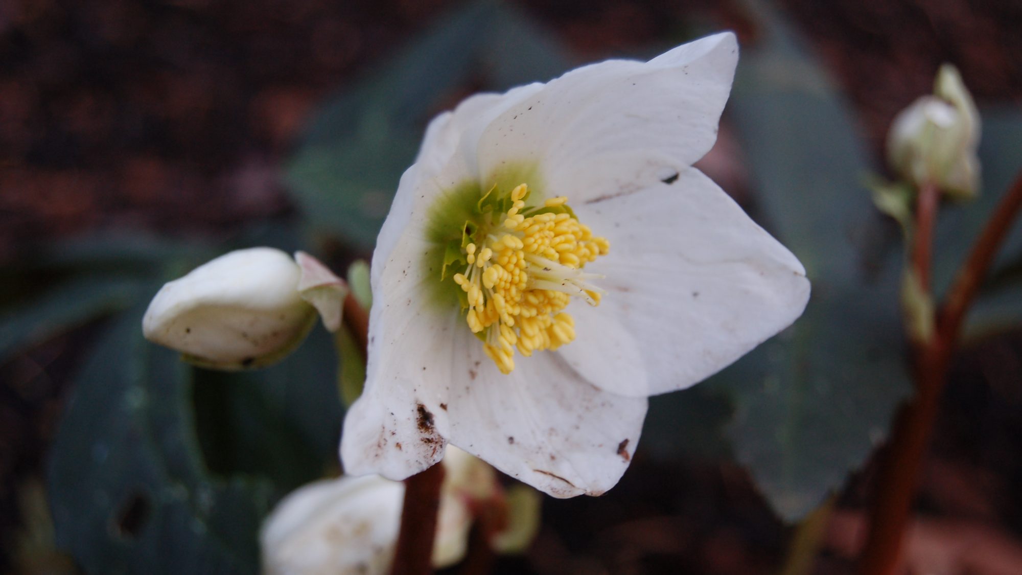 Helleborus niger
