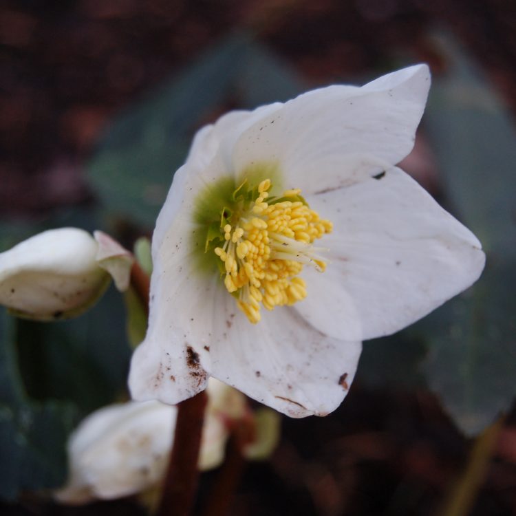 Helleborus niger
