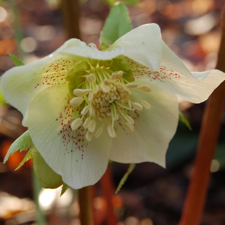 Helleborus orientalis