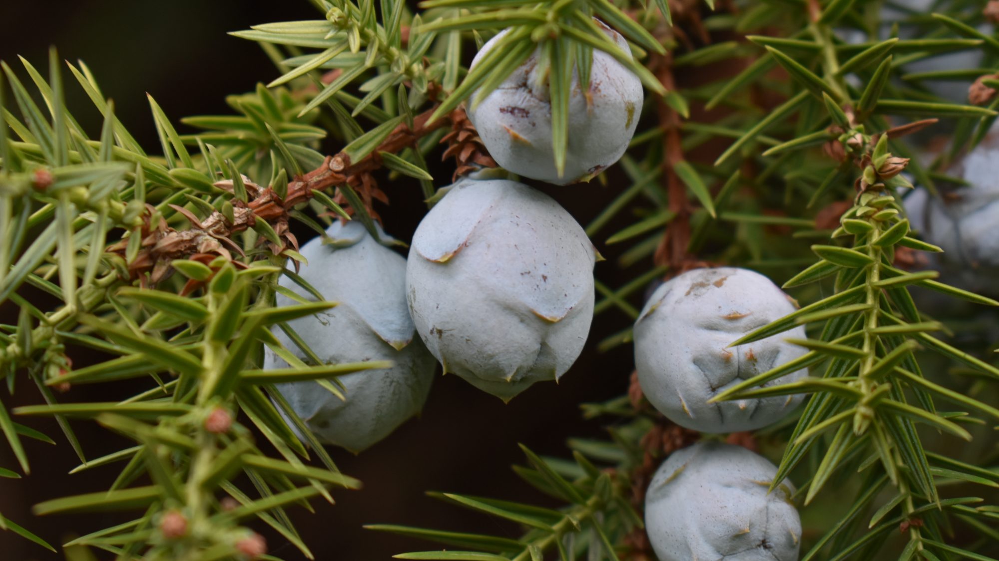 Juniperus drupacea