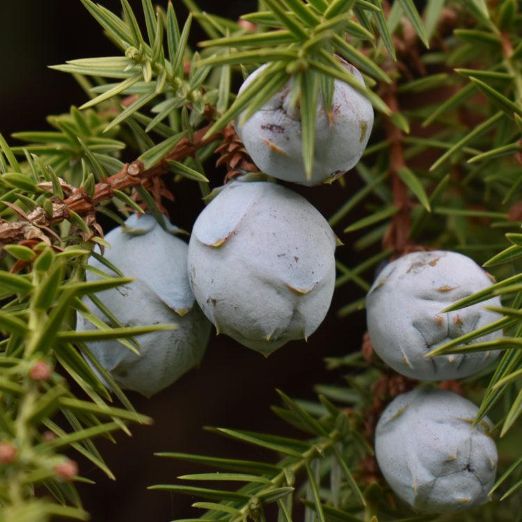 Juniperus drupacea