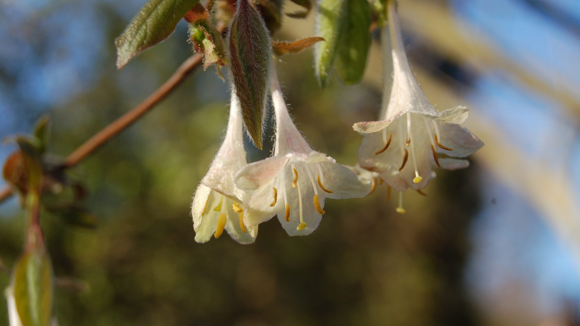 Cream, pendent, trumpet-shaped flowers.