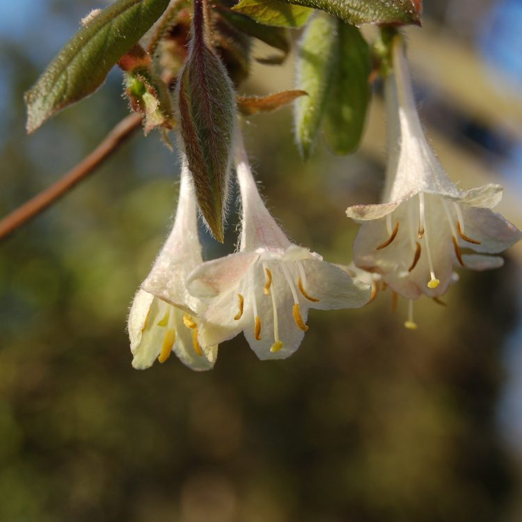 Lonicera elisae