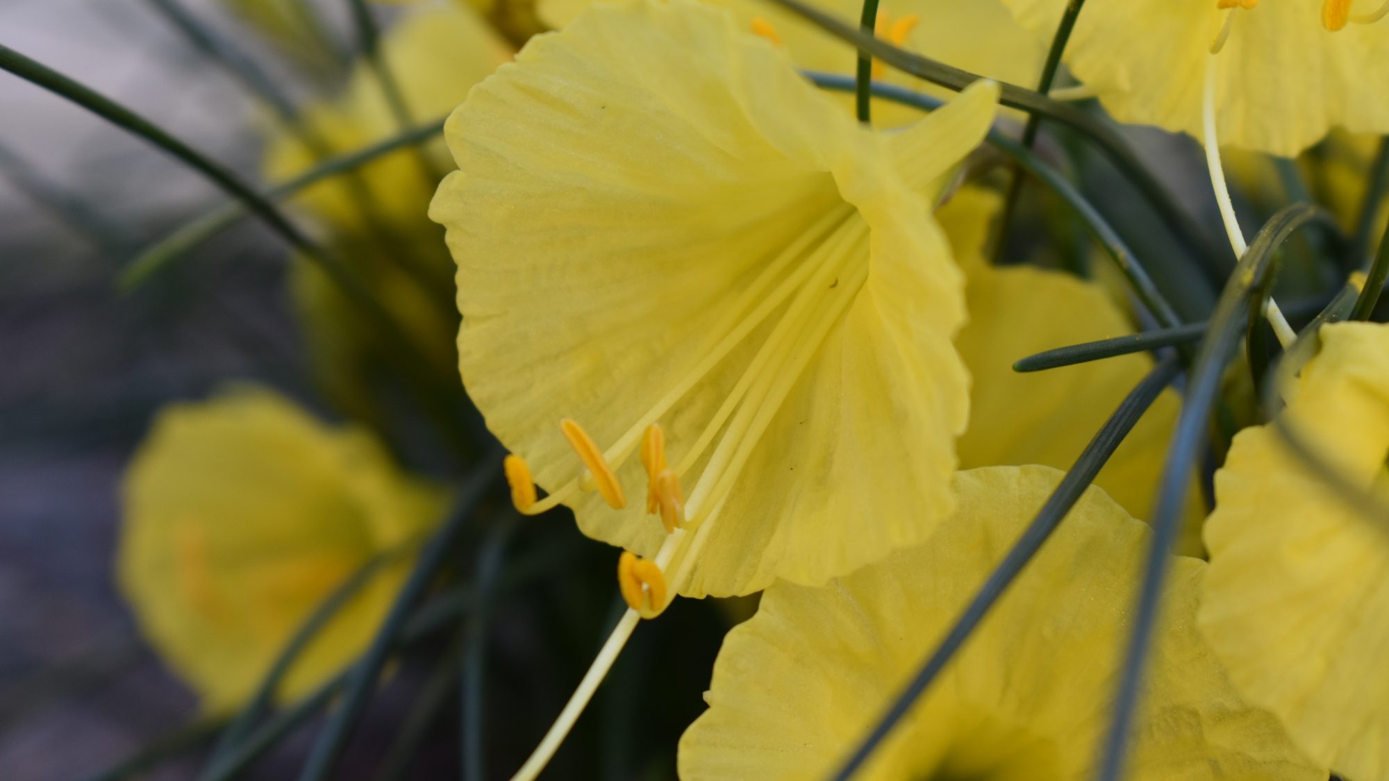 Narcissus romieuxii