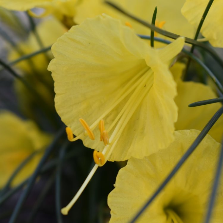 Narcissus romieuxii