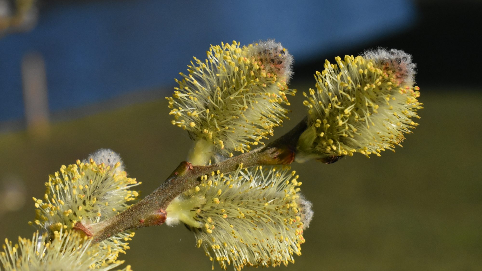 Salix aegyptiaca