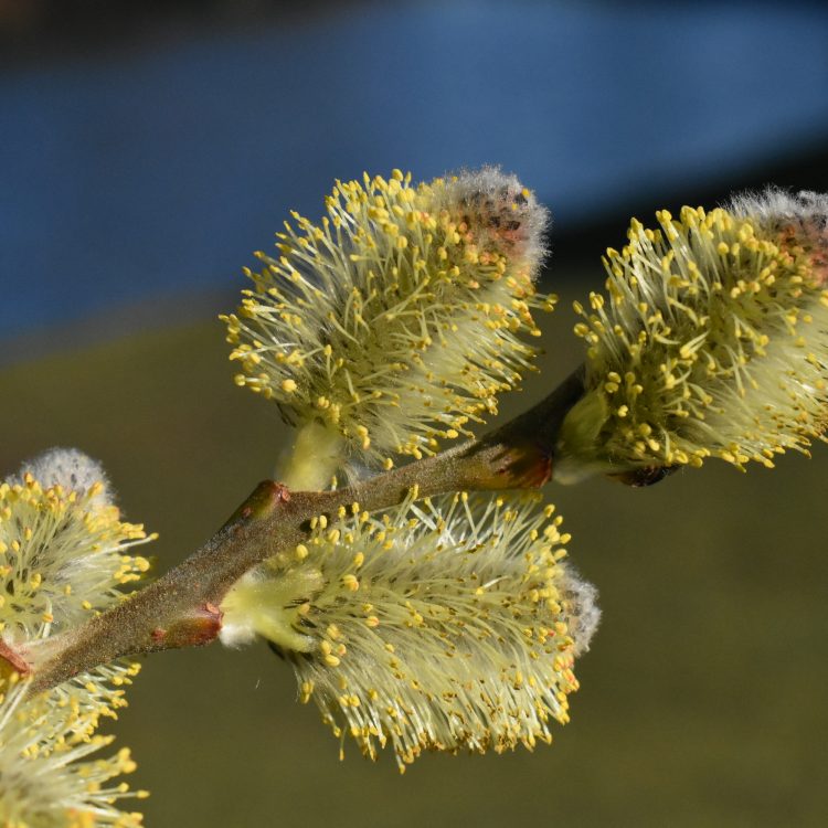 Salix aegyptiaca