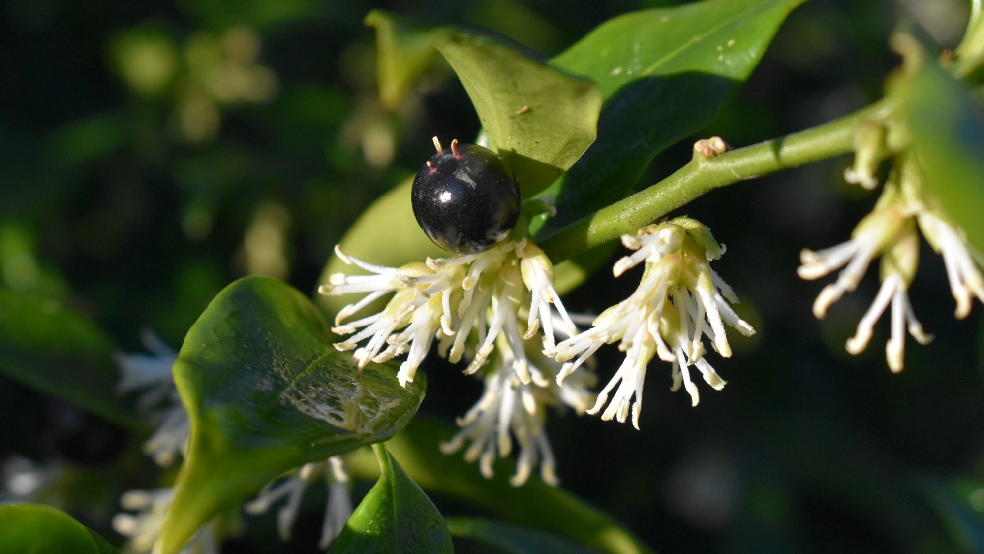Sarcococca confusa