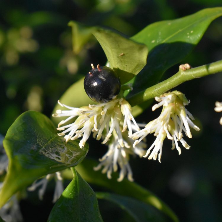 Sarcococca confusa