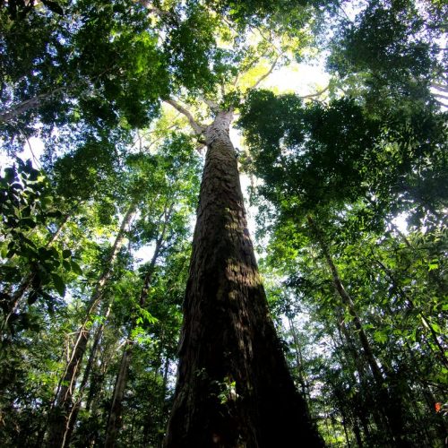 Expedition finds the tallest tree in the Amazon