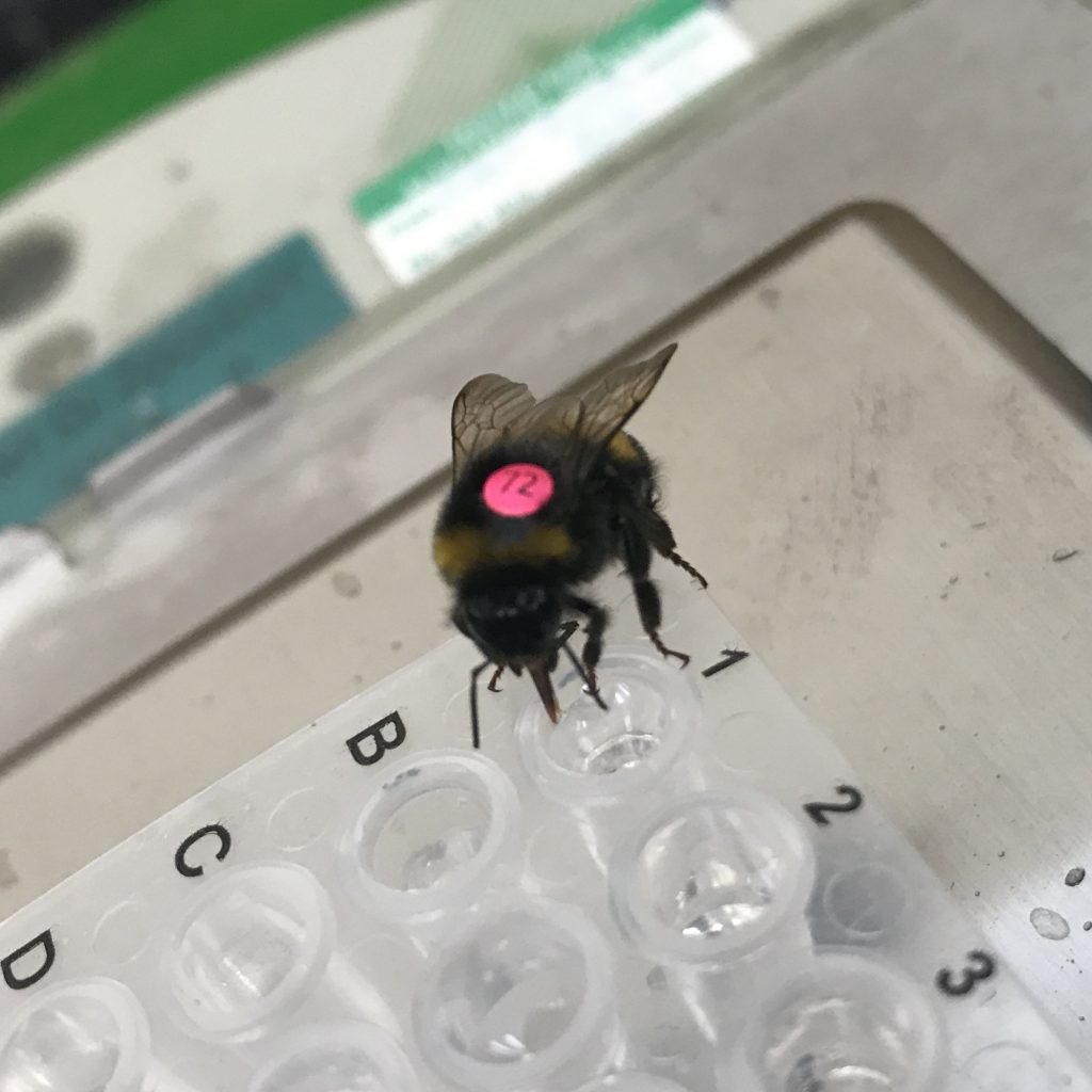 Bumblebees drink nectar from flowers. 